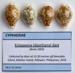 Schelpen: Cypraea dani 17-19mm (Gem) Filipijnen, per stuk, Ophalen of Verzenden, Schelp(en)