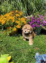 Leuke boomer pups te koop!, Dieren en Toebehoren, Honden | Chihuahua's en Gezelschapshonden, Overige rassen, CDV (hondenziekte)