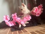 Kittens perzische sphynx, Meerdere dieren, Gechipt, 0 tot 2 jaar