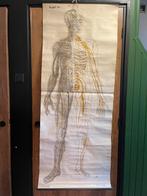 Antieke schoolplaten, Ophalen of Verzenden, Natuur en Biologie