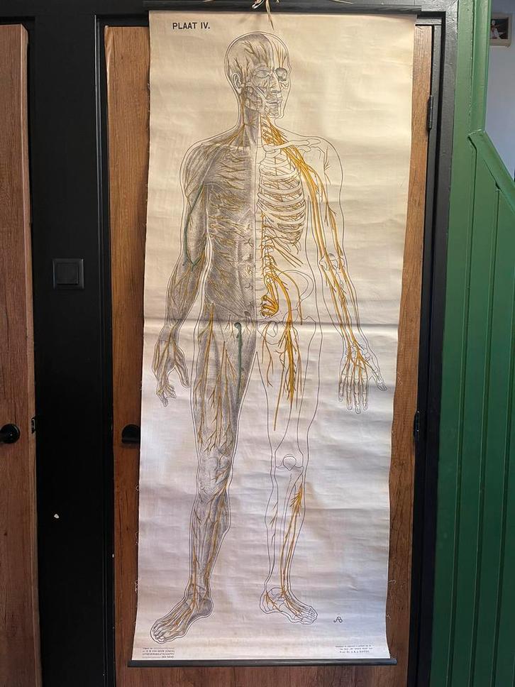 Antieke schoolplaten, Antiek en Kunst, Antiek | Schoolplaten, Natuur en Biologie, Ophalen of Verzenden