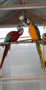 Prachtig koppel ara’s, Dieren en Toebehoren, Vogels | Parkieten en Papegaaien, Meerdere dieren, Papegaai