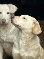 PATRICIA VRIENDELIJK, JONG, TEEFJE, kruising Beagle in asiel, Dieren en Toebehoren, Honden | Niet-rashonden, Particulier, Rabiës (hondsdolheid)