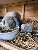 Raszuivere Franse hangoor geënt, Dieren en Toebehoren, Konijnen, Meerdere dieren, Groot, Hangoor