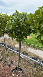 Laurier op stam, Ophalen, Halfschaduw, Overige soorten, Lente