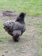 Zwarte zijdehoender hen, Dieren en Toebehoren, Pluimvee, Vrouwelijk, Kip