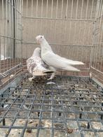 Super takla, Dieren en Toebehoren, Vogels | Duiven, Meerdere dieren, Postduif