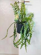 Epiphyllum Anguliger-Zaagcactus/Zigzagcactus/Fishbone Cactus, Ophalen, Vetplant, Halfschaduw, Minder dan 100 cm