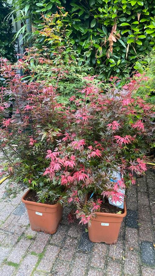 Japanse esdoorn shaina, Tuin en Terras, Planten | Tuinplanten, Overige soorten, Halfschaduw, Ophalen