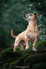 Hondenfotograaf omgeving Enschede, Diensten en Vakmensen, Fotografen