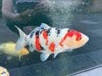 Koi karpers (Japanse), Karper of Koi