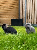 2 Nederlands hangoor dwerg konijntjes incl. Kooi/toebehoren, Dieren en Toebehoren, Meerdere dieren, Dwerg, Hangoor