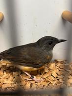 Schamalijster, Dieren en Toebehoren, Geringd