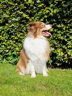Ervaren dekreu....Australian shepherd, Rabiës (hondsdolheid), Eén hond, 3 tot 5 jaar, Nederland