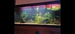 Juwel rio 400, Dieren en Toebehoren, Ophalen, Gebruikt, Leeg aquarium