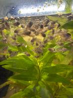 Thorichthys ellioti vissen, Dieren en Toebehoren, Vissen | Aquariumvissen, Vis, Zoetwatervis