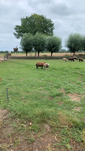 Dekbok schaap beschikbaar voor biedingen