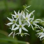 Zaden daslook (Allium ursinum) – inheems, Ophalen of Verzenden, Voorjaar, Volle zon, Zaad