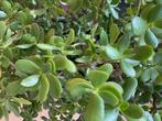 Mooie Crassula, Groene kamerplant, Ophalen, Vetplant, 100 tot 150 cm