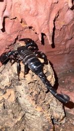 H spinifer schorpioen, Dieren en Toebehoren, Insecten en Spinnen, Spin of Schorpioen
