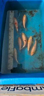 Koi karpers te koop, Dieren en Toebehoren, Vissen | Vijvervissen, Karper of Koi