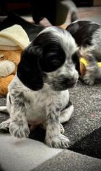 Engelse Cockerspaniel met stamboom, Parvo, 8 tot 15 weken, Meerdere, Meerdere dieren