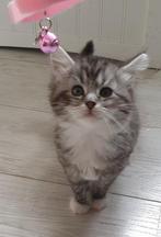 Maine Coon kittens langharig, Dieren en Toebehoren, Katten en Kittens | Raskatten | Langhaar, Meerdere dieren, Ontwormd