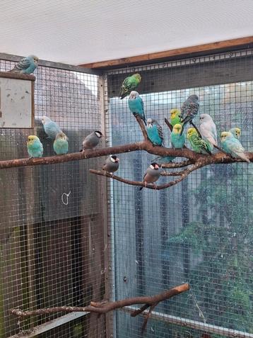 Diverse grasparkieten regenboog parkiet 2025 € 5 per stuk beschikbaar voor biedingen