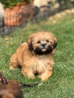 Lhasa apso pups, Dieren en Toebehoren, België, Overige rassen, CDV (hondenziekte), 8 tot 15 weken