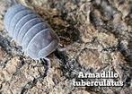 Armadillo tuberculatus, Overige soorten