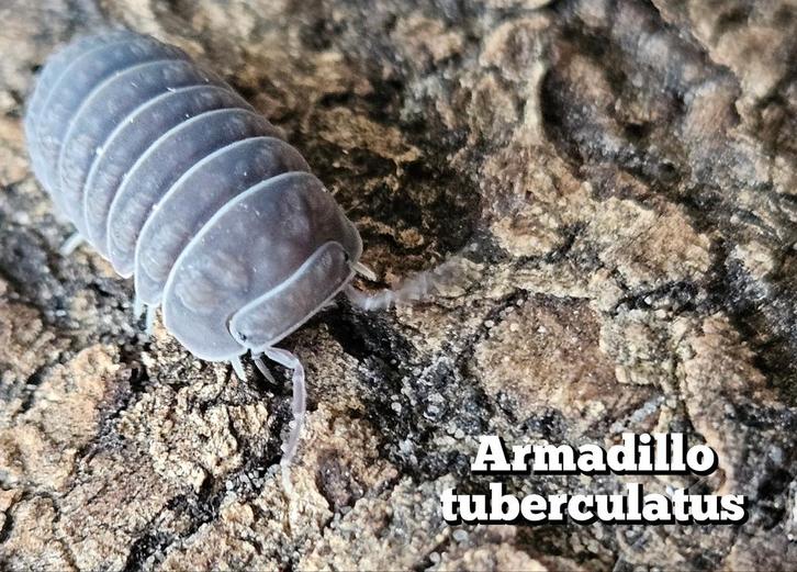 Armadillo tuberculatus, Dieren en Toebehoren, Insecten en Spinnen, Overige soorten