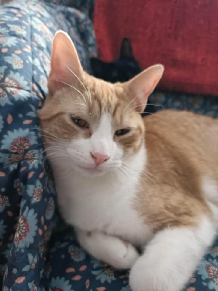 Jarela, Hony, 02-04-2025 gered uit een kas, Dieren en Toebehoren, Katten en Kittens | Overige Katten, Kortharig, Kater, 0 tot 2 jaar