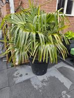 2 x palmboom in pot winterhard, Tuin en Terras, Planten | Tuinplanten, Vaste plant, Overige soorten, Ophalen, Bloeit niet