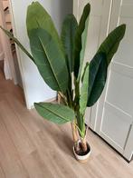 Kunst bananenplant, Ophalen of Verzenden, Overige soorten