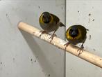 Te koop: 1 kleine cubavink man, Dieren en Toebehoren, Meerdere dieren, Tropenvogel
