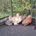 4 Fantastische Cochin kriel hennencochins krulveer porselein, Dieren en Toebehoren, Pluimvee, Vrouwelijk, Kip