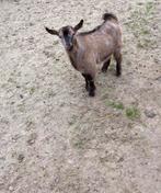 Prachtig jong mak dwerg bokje bok met maanvlekken maanvlek, Dieren en Toebehoren, Schapen, Geiten en Varkens, Mannelijk, Geit