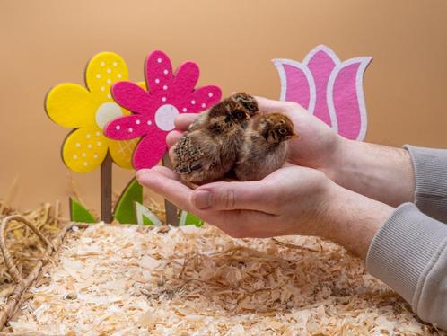 Barnevelder kriel kuikens bruine hennen, gesekst en ingeënt, Dieren en Toebehoren, Pluimvee, Kip, Vrouwelijk