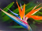 Paradijsvogelplant,Strelitzia Reginae, Ophalen, 100 tot 150 cm, Overige soorten, In pot