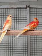 Roodruggen, Dieren en Toebehoren, Vogels | Parkieten en Papegaaien, Meerdere dieren, Parkiet