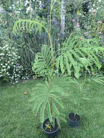 Albizia lophantha. kuipplant gele bloemen  beschikbaar voor biedingen