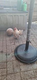 Zijdehoen, Dieren en Toebehoren, Pluimvee, Mannelijk, Kip