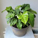 Alocasia, Ophalen, Overige soorten, Minder dan 100 cm