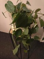 Philodendron hederaceum var., Huis en Inrichting, Kamerplanten, Ophalen, Halfschaduw, Minder dan 100 cm
