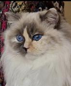 Gastgezin gezocht voor 2 prachtige Ragdolls, Dieren en Toebehoren, Meerdere dieren, Gechipt, 0 tot 2 jaar