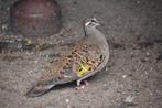 Bronsvleugel duiven ., Dieren en Toebehoren, Vogels | Duiven, Meerdere dieren, Overige soorten