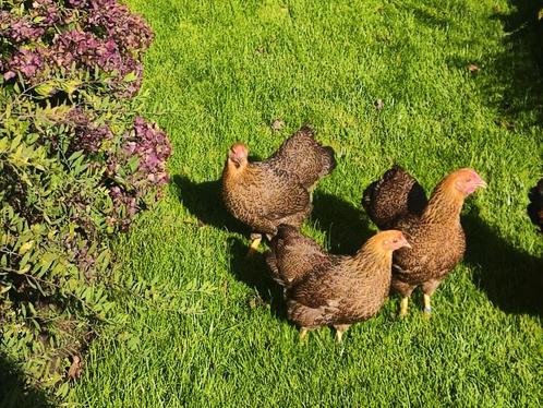 Volwassen Wyandotte hennen, Dieren en Toebehoren, Pluimvee, Kip, Vrouwelijk