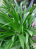 boshyacint, 10 grote + kleintjes extra €1,50, bijna gratis, Ophalen, Najaar, Halfschaduw, Bloembol