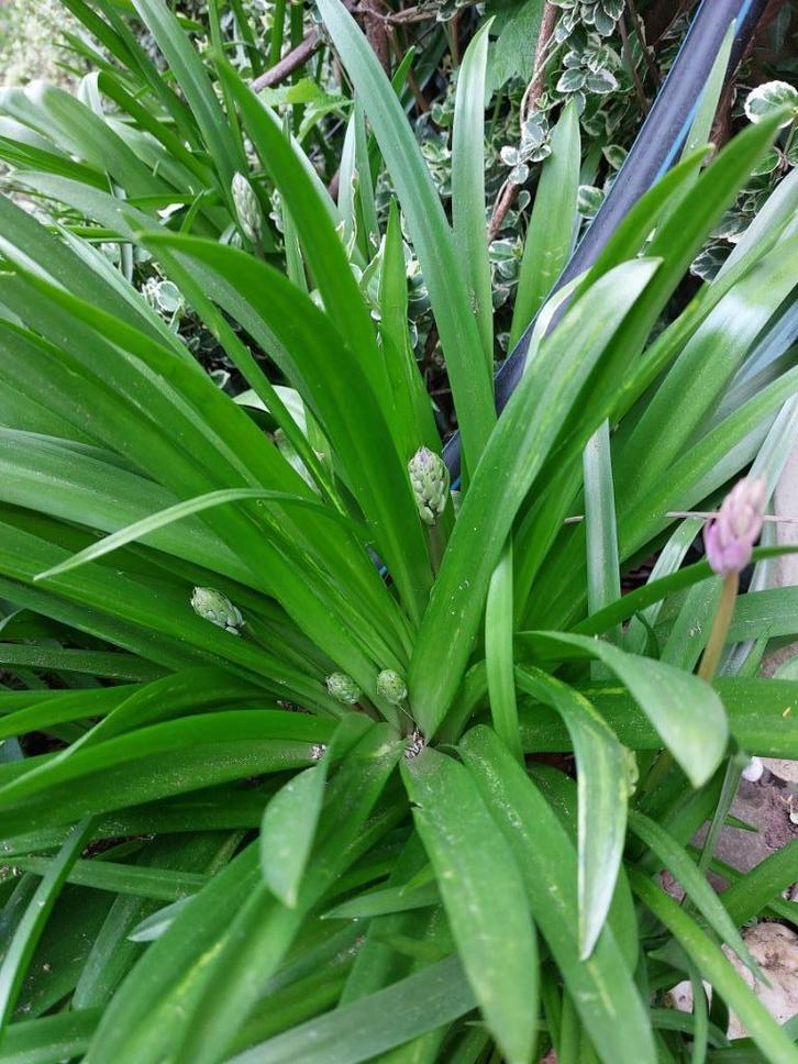 boshyacint, 10 grote + kleintjes extra €1,50, bijna gratis, Tuin en Terras, Bloembollen en Zaden, Bloembol, Najaar, Halfschaduw