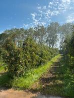Elstar appelboom groot en klein, Tuin en Terras, Ophalen, Lente, Volle zon, Appelboom